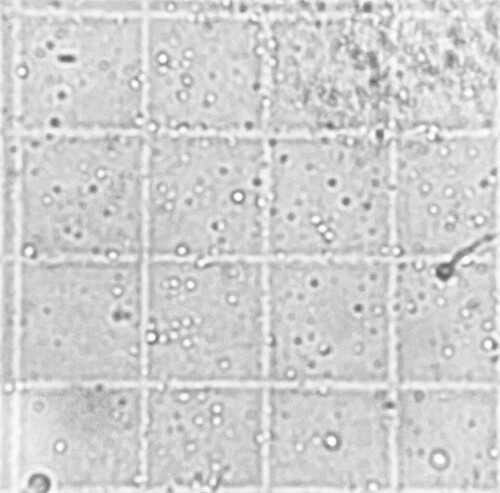 IMG_6818.jpeg