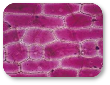 6b507311826a4452d.png
