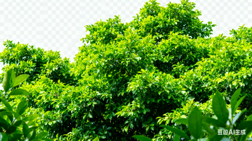 -167e4717550f2dd42.png