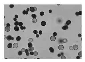 question_105_microscopec3030c441d196475.jpg