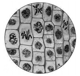 question_38_microscope646d2708901fa9e4.jpg