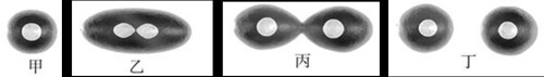 question_40_microscopeb457a7994ba50261.jpg