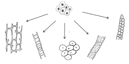 question_45_microscope2678ec71971b2acf.jpg