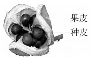 question_71_microscopec2fe24f5cd3b68ce.jpg