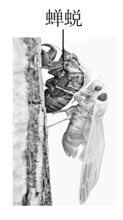 question_77_microscopeadc915f508810d04.jpg