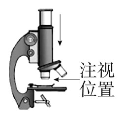 question_9_microscope3c5de9afab1a34a2.jpg