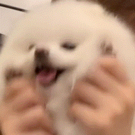 A2493AAA3BA03885B307D8B775000522d795a9d04cbe724c.gif