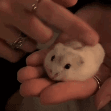 AC2CFB4EF464CF6F5F7C81D99E33F662.gif