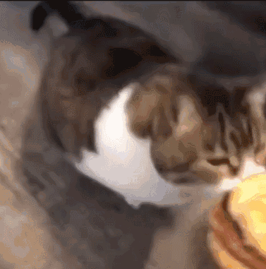 D764B65D48C7EB429395F8C3FE7A787A.gif