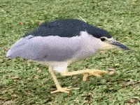 FDD0C1B4F4CF32B38FB982B08C2A51CA.gif