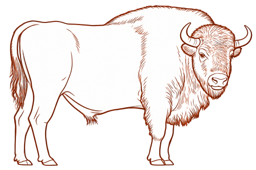 1-Bison-bonasusf33d324a579009f8.png