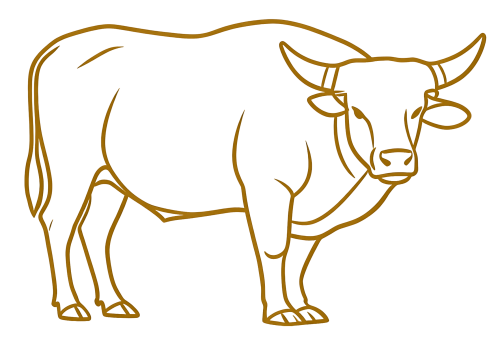 4-Bos-frontalis.png