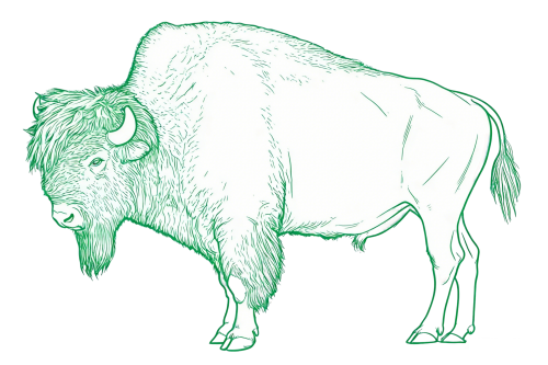7-Bison-bison.png