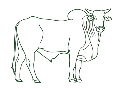 8-Bos-indicus5.png