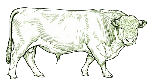 9-Bos-taurus5.png