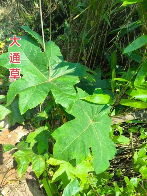 ingredient_262.webp