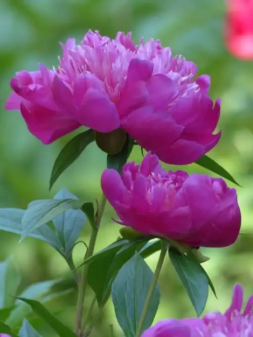 ingredient_308.webp