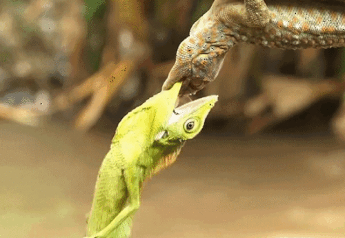 22ac0448-fb1b-41f3-a5d0-f511ccbd6ee7.gif