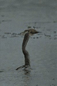 f8d7afd23e1cc4dda9dbbe28ae51e89f376809906.gif